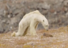 The horrendous, heart-wrenching face of global warming: A Polar Bear, starving to death…