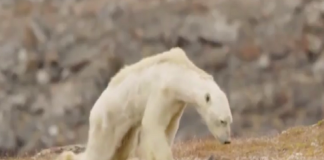 The horrendous, heart-wrenching face of global warming: A Polar Bear, starving to death…