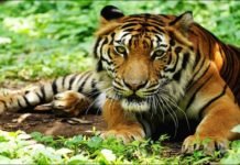 One million species to go extinct ‘within decades’ Big cats facing extinction