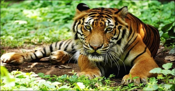 Big cats facing extinction