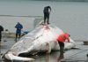 Activists ask leaders at G20 to urge Japan to uphold commercial whaling ban