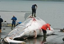 Activists ask leaders at G20 to urge Japan to uphold commercial whaling ban