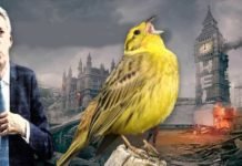 Police Frogmarch out Canary who leaked Yellowhammer.