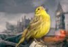 No-deal Brexit: Operation Yellowhammer